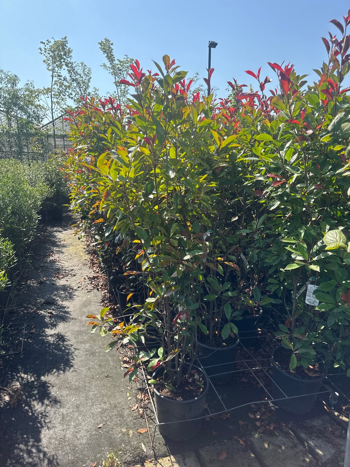 Photinia Fraseri 'Red Robin' 175/200 | 10 voor €275,-, Volle zon, Vaste plant, Bloeit niet, Ophalen