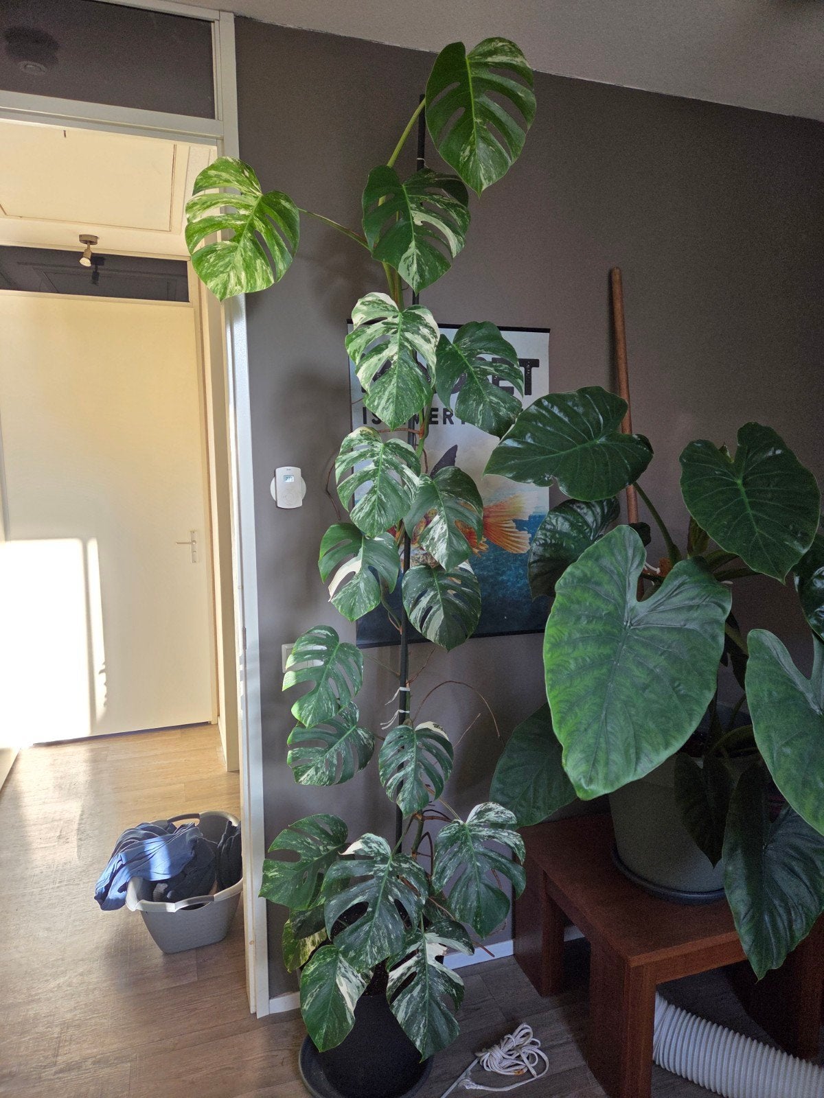 Grote Monstera Albo Variegata - 2.50m incl. pot en klimstok, Ophalen, 200 cm of meer, Overige soorten, Halfschaduw