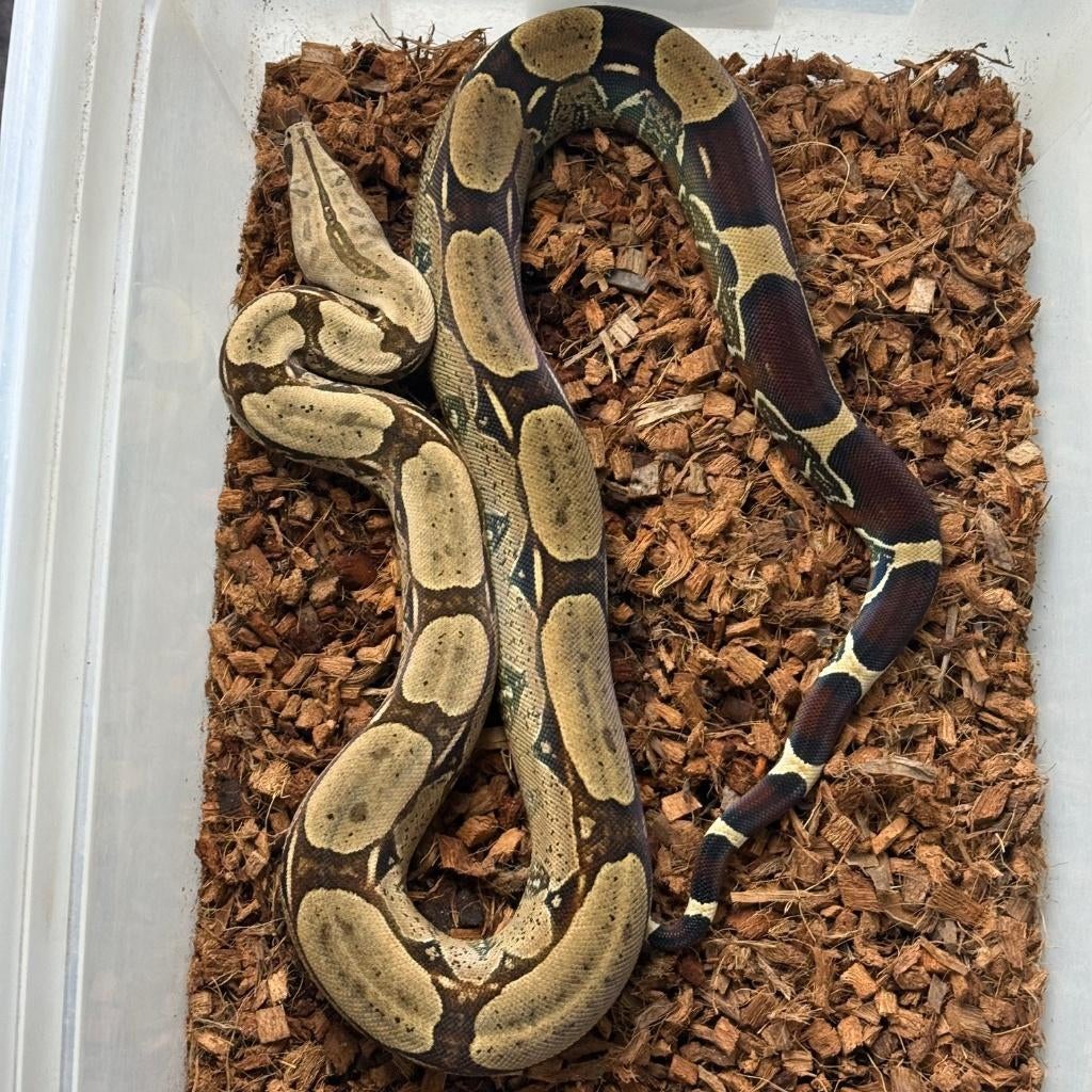 Surinaamse Roodstaart Boa Constrictor Man NK21, Dieren en Toebehoren, Reptielen en Amfibieën, Slang, 3 tot 6 jaar