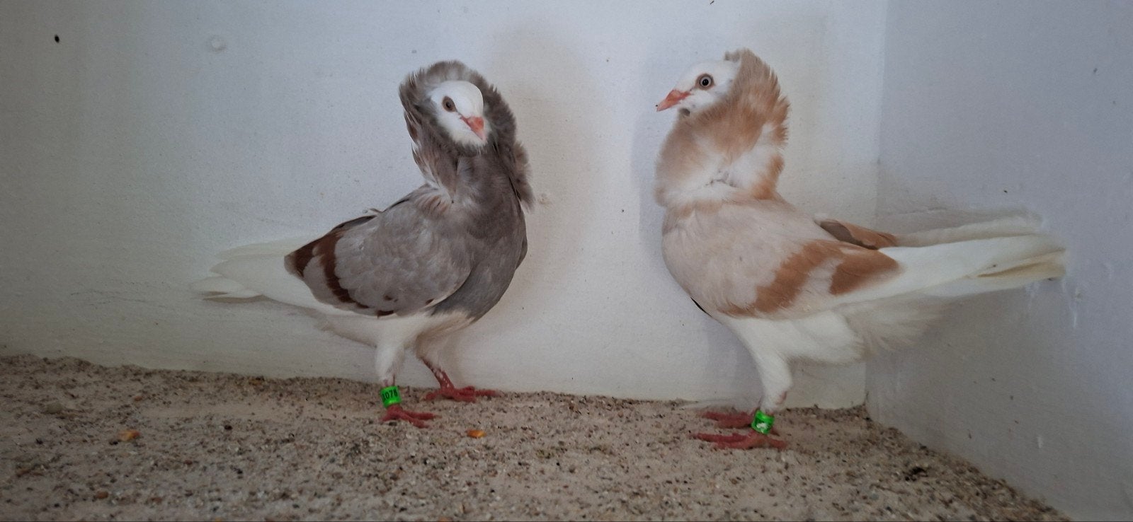 Te koop sierduiven Oudhollands kapucijnen duiven  jonge duiv, Meerdere dieren, Overige soorten