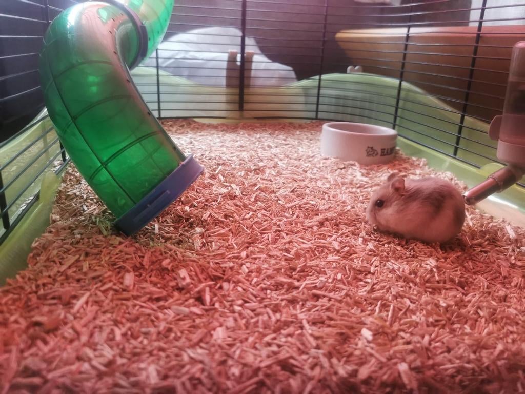 Jonge tamme dwerg hamster, Dieren en Toebehoren, Knaagdieren, Januari, Mannelijk, Hamster