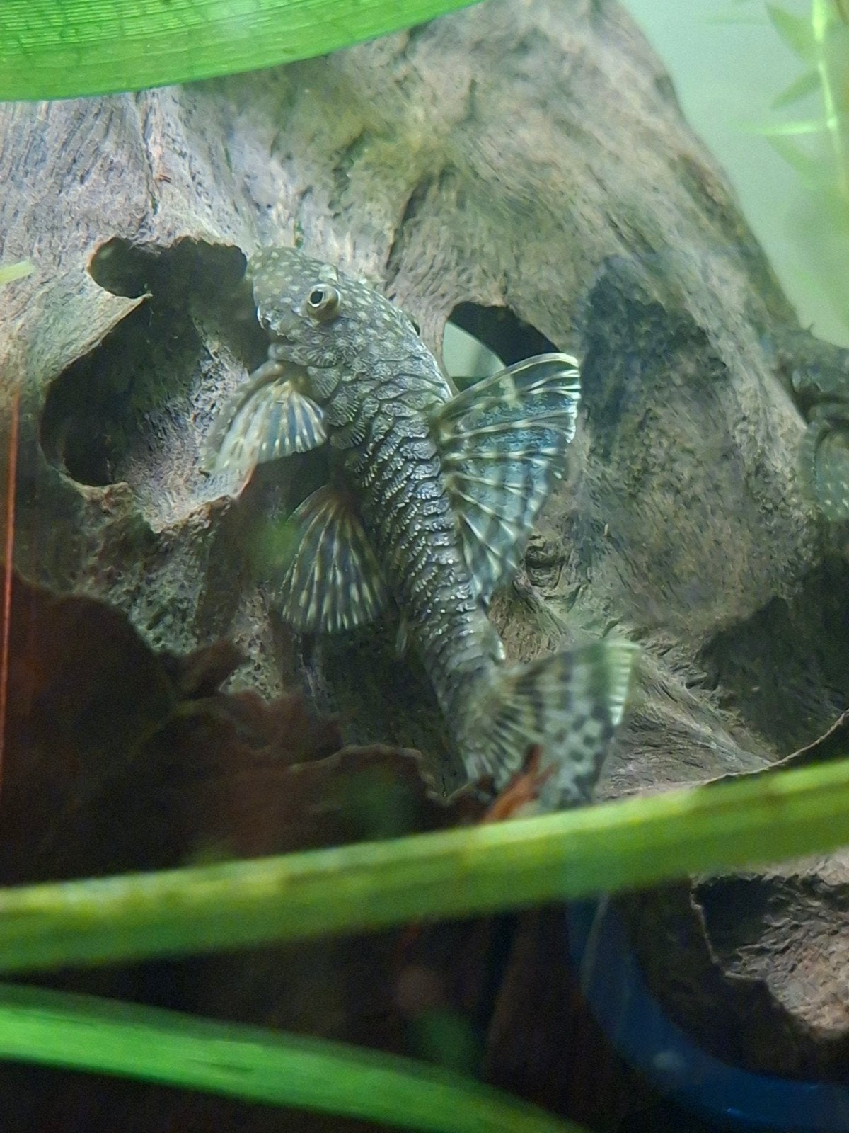 borstelneus algeneters acistrus te koop, Dieren en Toebehoren, Vis, Zoetwatervis