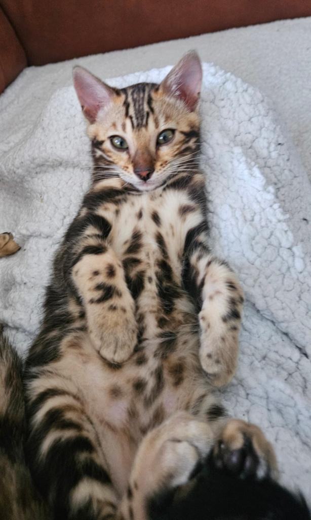 Rasechte bengaal met stamboom zoekt een forever thuis, Poes, Gechipt