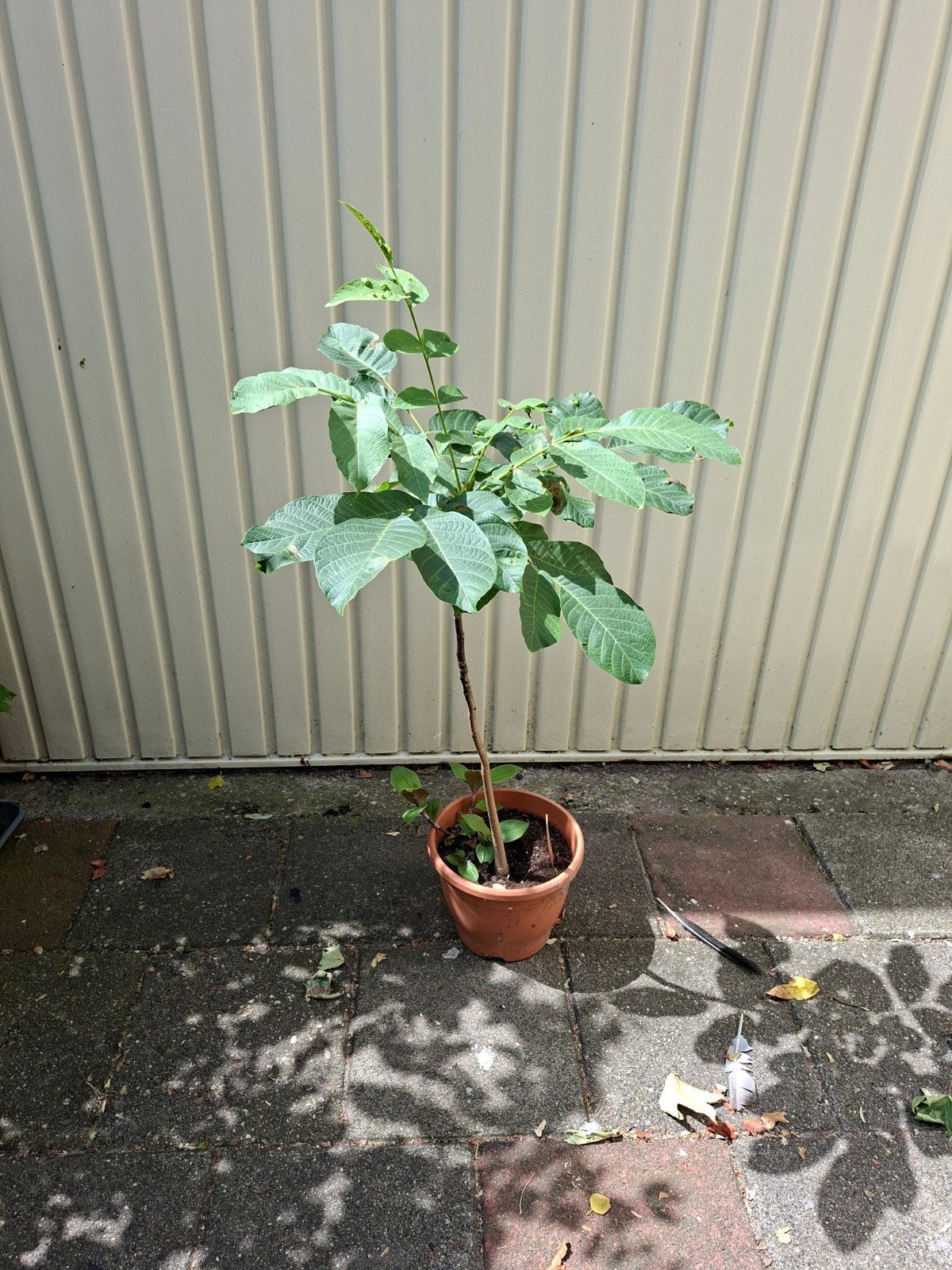 Walnoot boompje, Tuin en Terras, Ophalen, Overige soorten, Volle zon