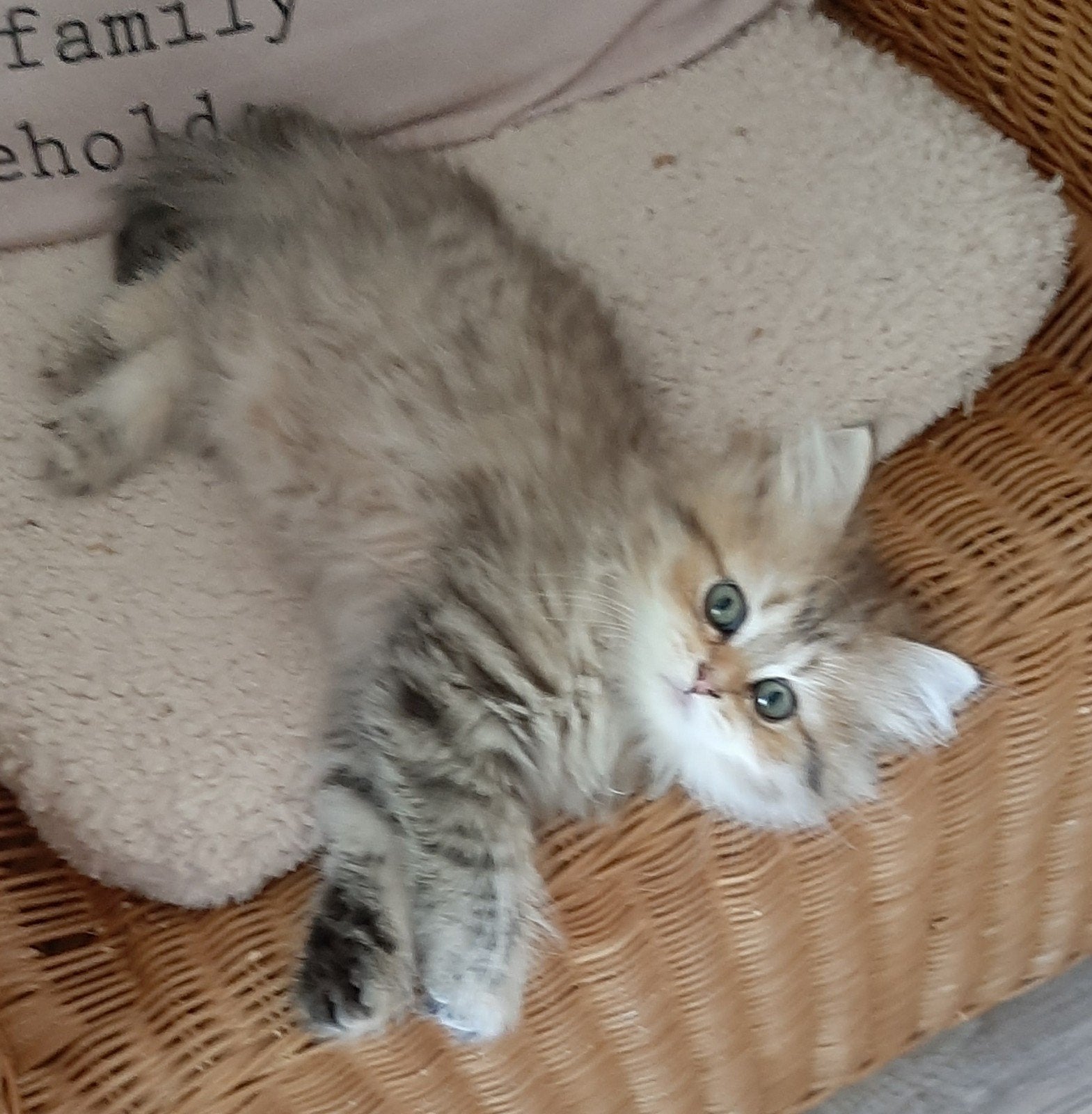 Kruising Ragdoll/BLH 2 poesjes, 1 katertje nog beschikbaar, Meerdere dieren, Ontwormd, 0 tot 2 jaar