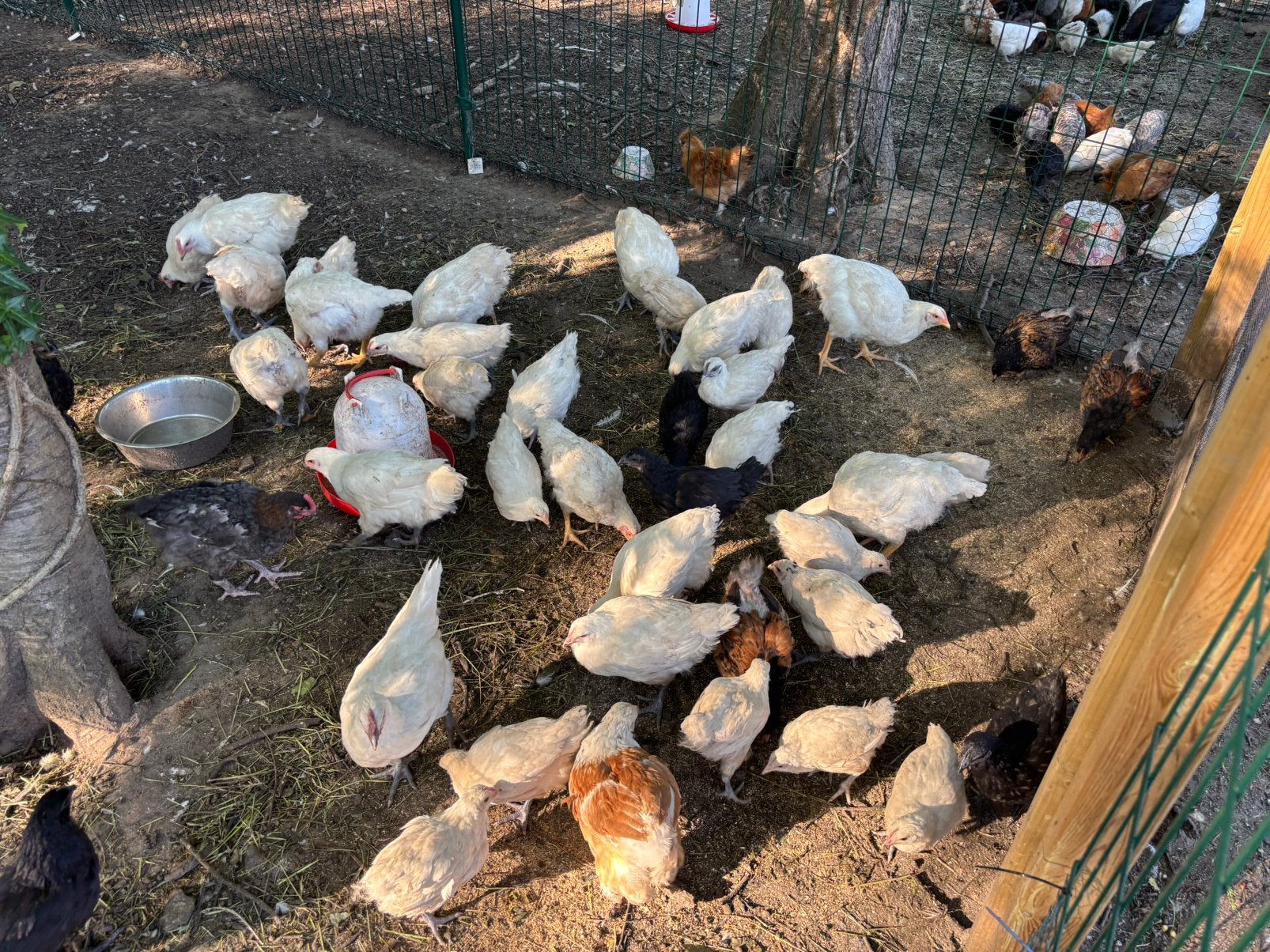 Jonge poule de bresse hennen en hanen, Dieren en Toebehoren, Meerdere dieren, Kip