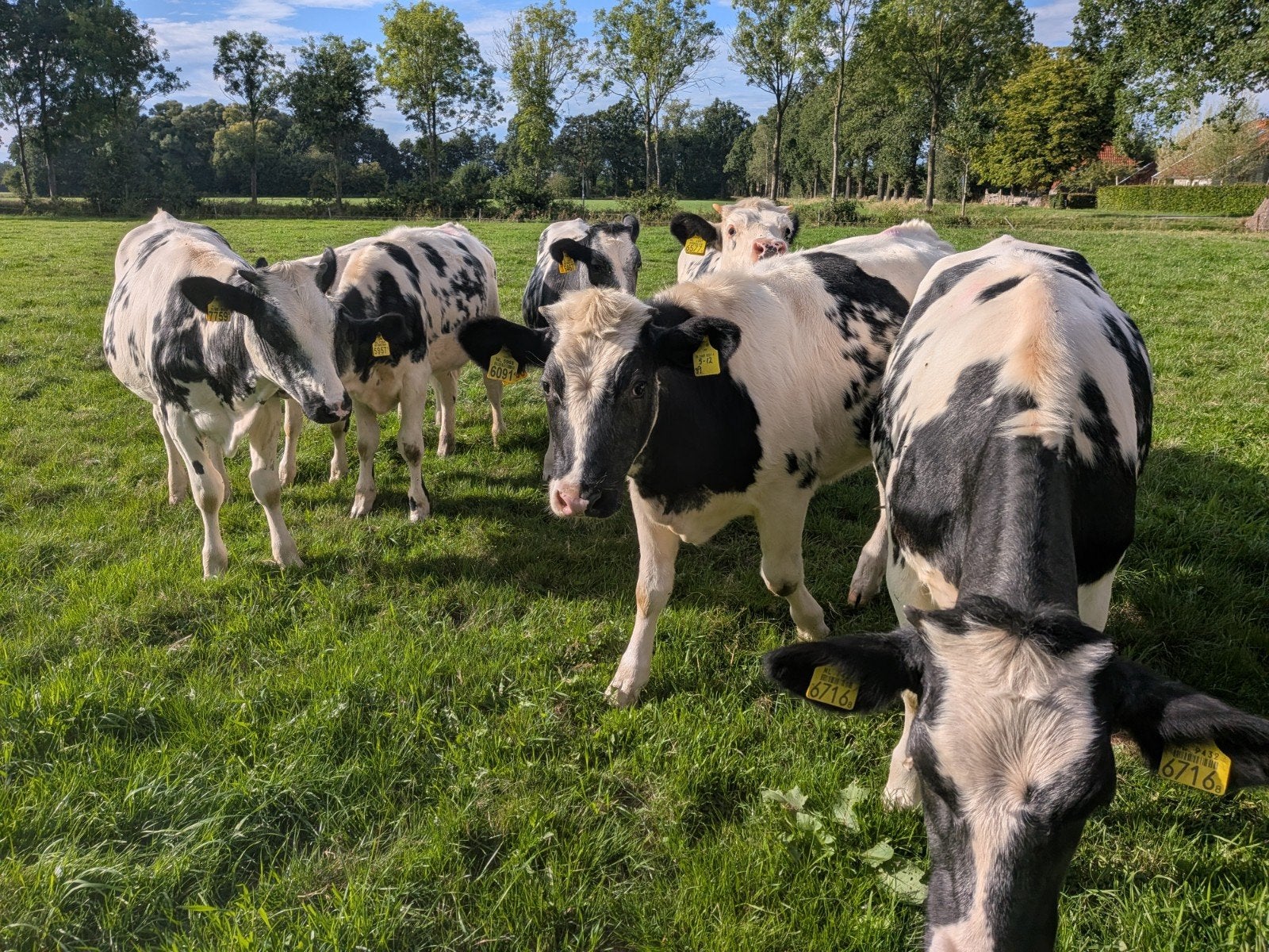 blauwe vaarskalveren, Dieren en Toebehoren, Meerdere dieren