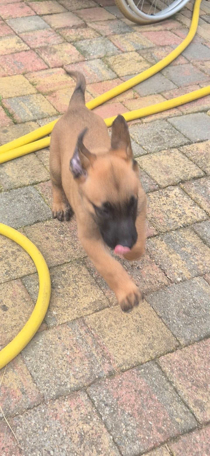 Mechelse herder Reu pup, Reu, 8 tot 15 weken, Eén hond, Herder