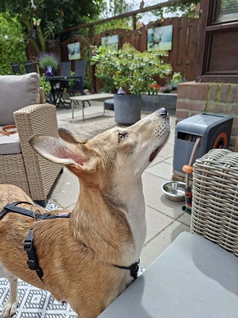 Melanie lief teefje pup, Dieren en Toebehoren, Honden | Niet-rashonden, Particulier, 15 weken tot 1 jaar, Buitenland, Teef
