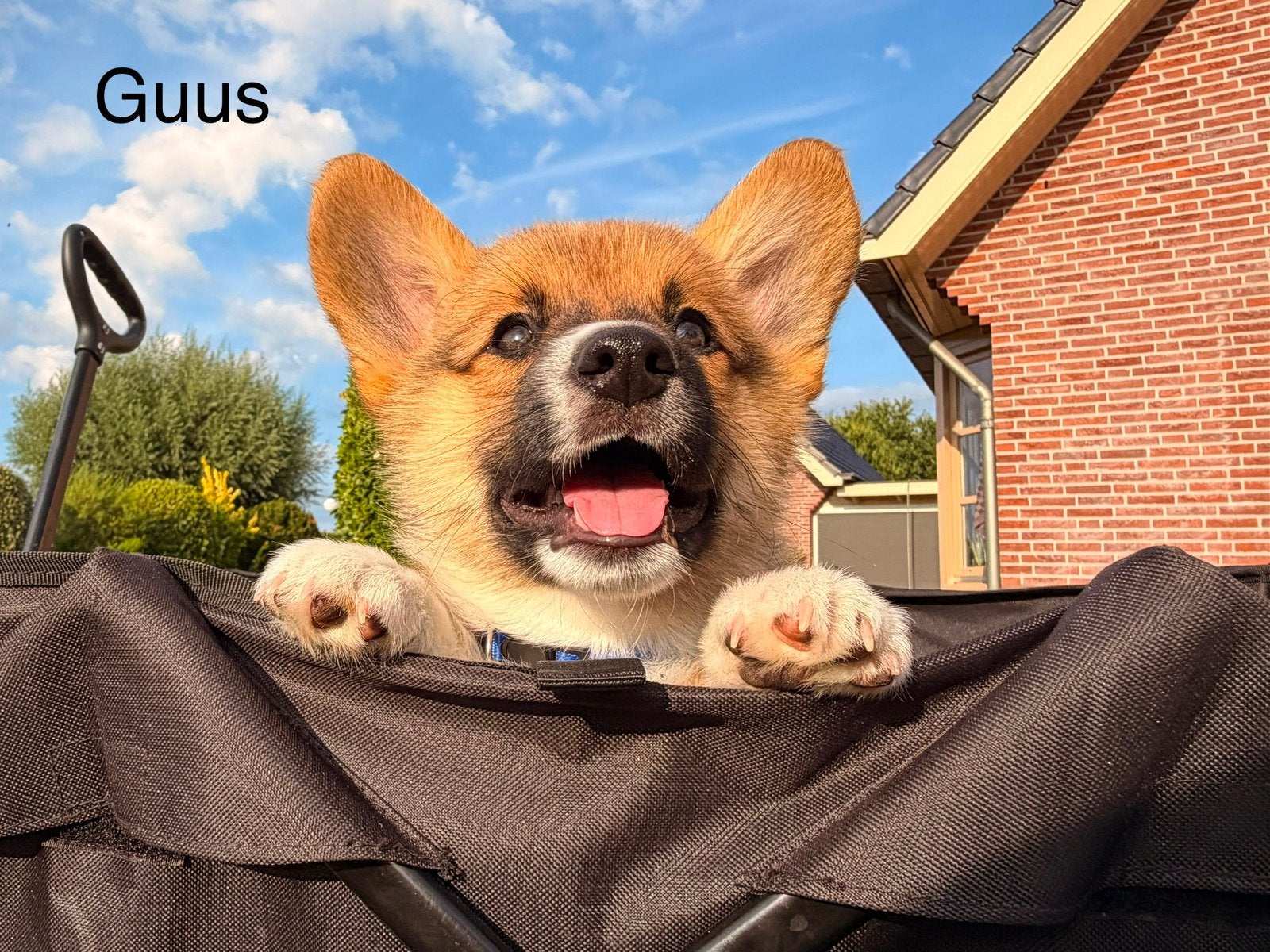 Leuke vrolijke Welsh Corgi cardigan pups, Overige rassen, 8 tot 15 weken, Parvo, Meerdere