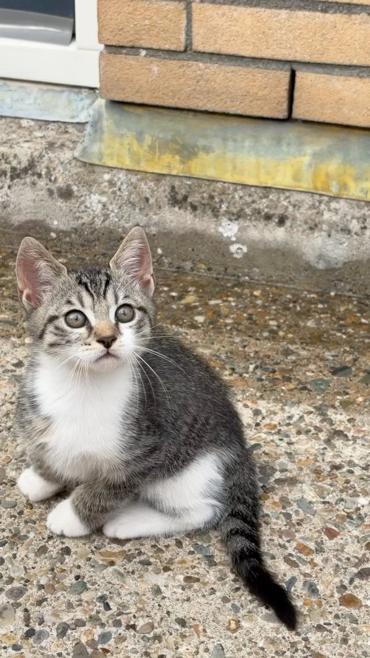 Hoi ik ben simba en ik ben 3 maanden oud, Dieren en Toebehoren, Kater, Kortharig, 0 tot 2 jaar