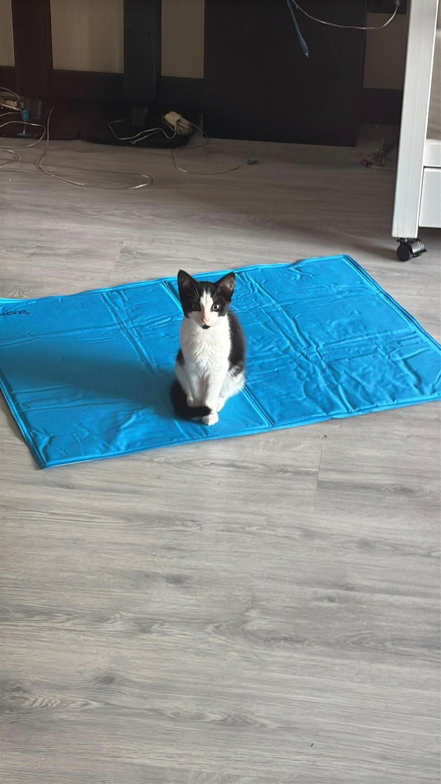 2 poezen en een kitten, Poes