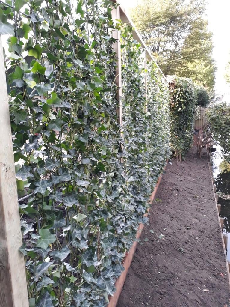 Schutting Groen - Hedera rek - Kant en klaar scherm Groen, 1 tot 2 meter, Nieuw, Ophalen of Verzenden, 3 tot 6 meter