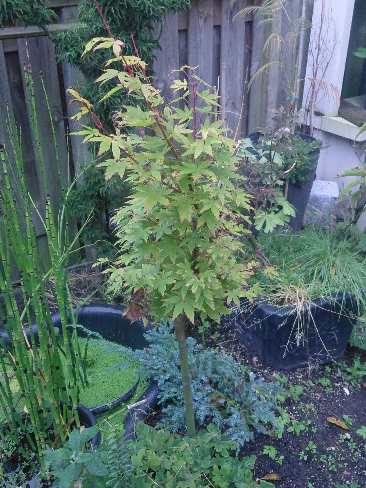 Acer palmatum 'Sangokaku' - Japanse esdoorn 180 cm, Tuin en Terras, Bloeit niet, Halfschaduw, Overige soorten, 100 tot 250 cm