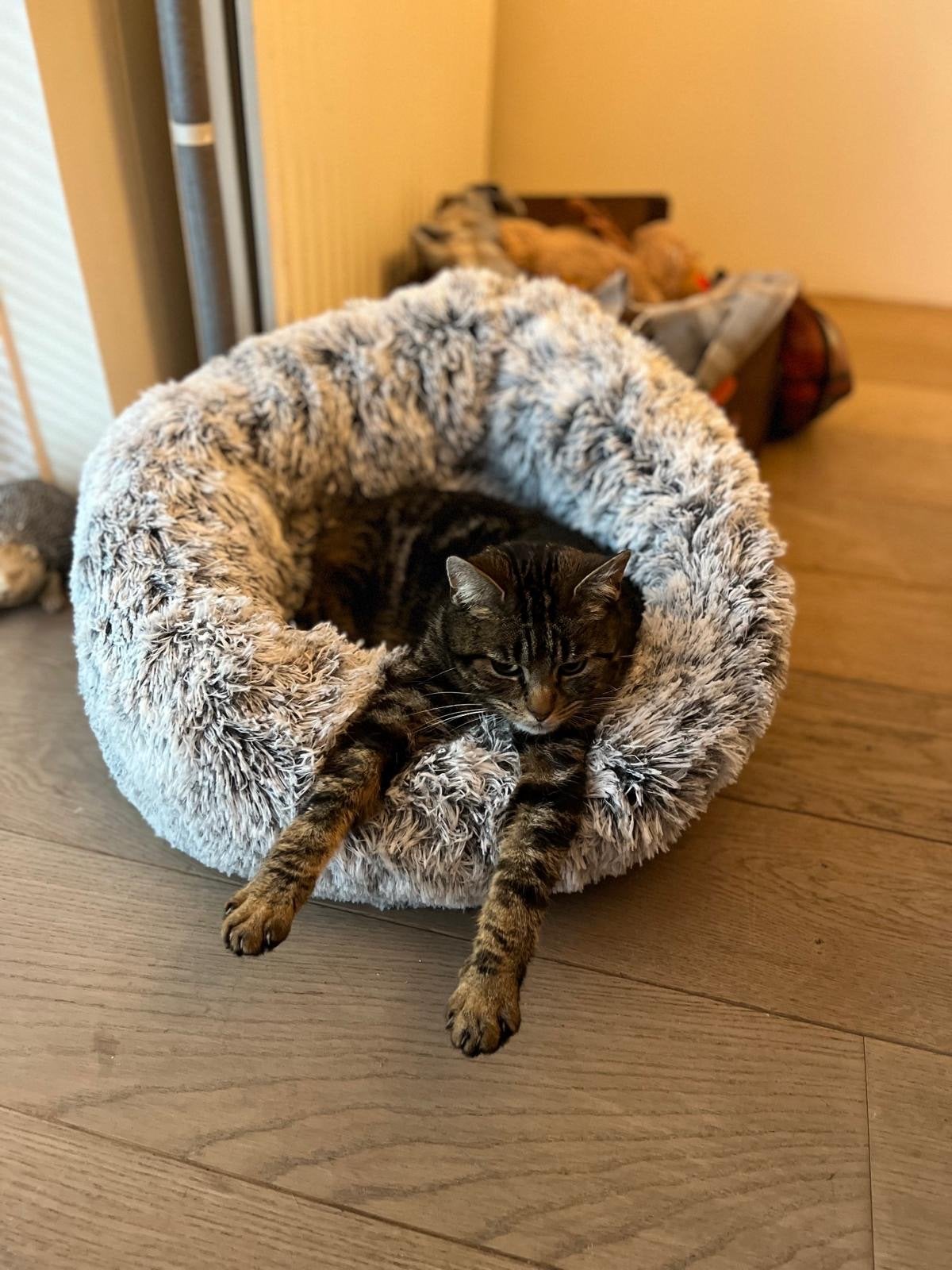 Poes, goudbruin grijze cyprisch, 9 jaar, Poes, Kortharig, 6 jaar of ouder