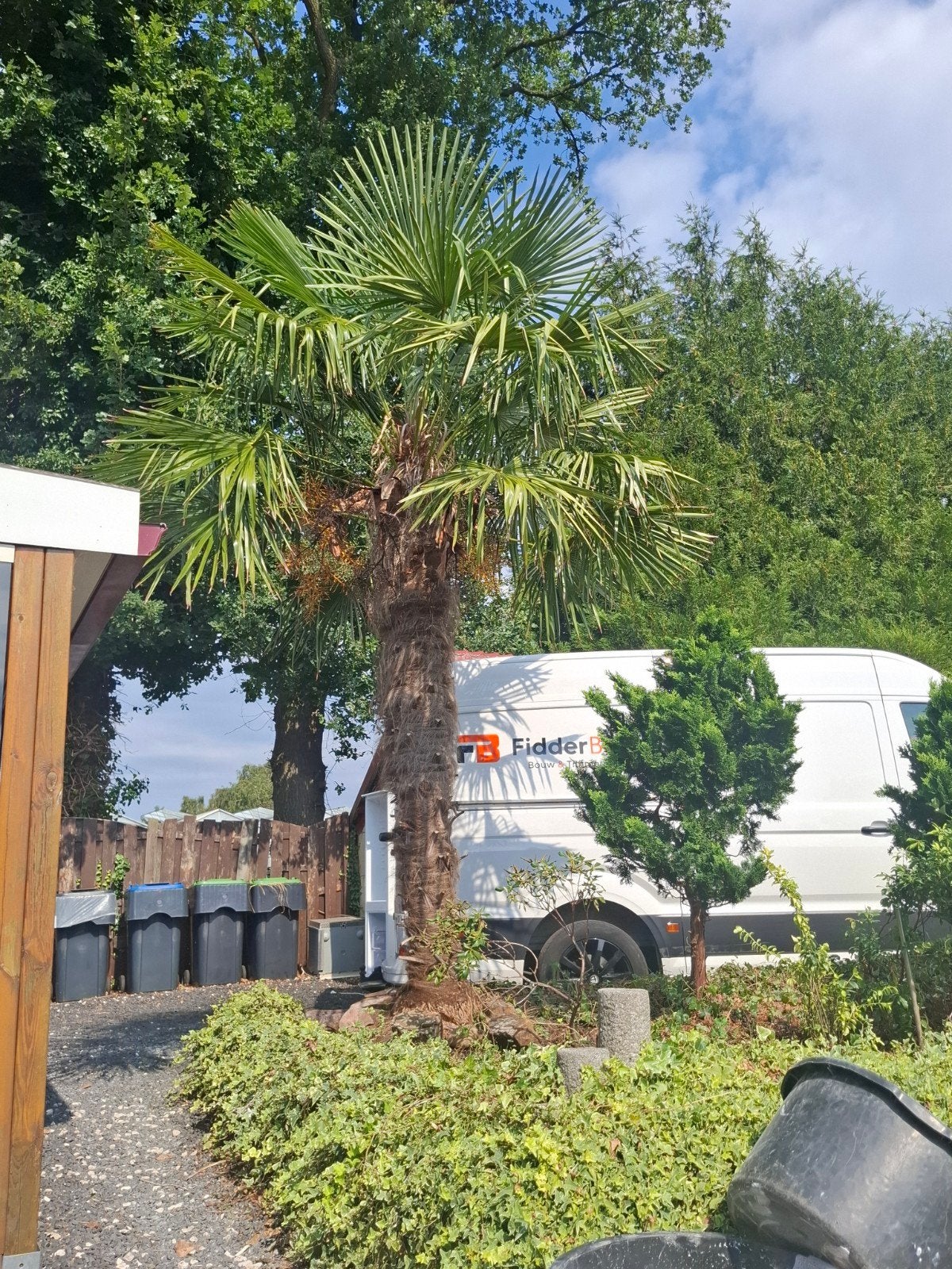 palm, Tuin en Terras, Planten | Bomen, 100 tot 250 cm, Zomer, Palmboom, Ophalen