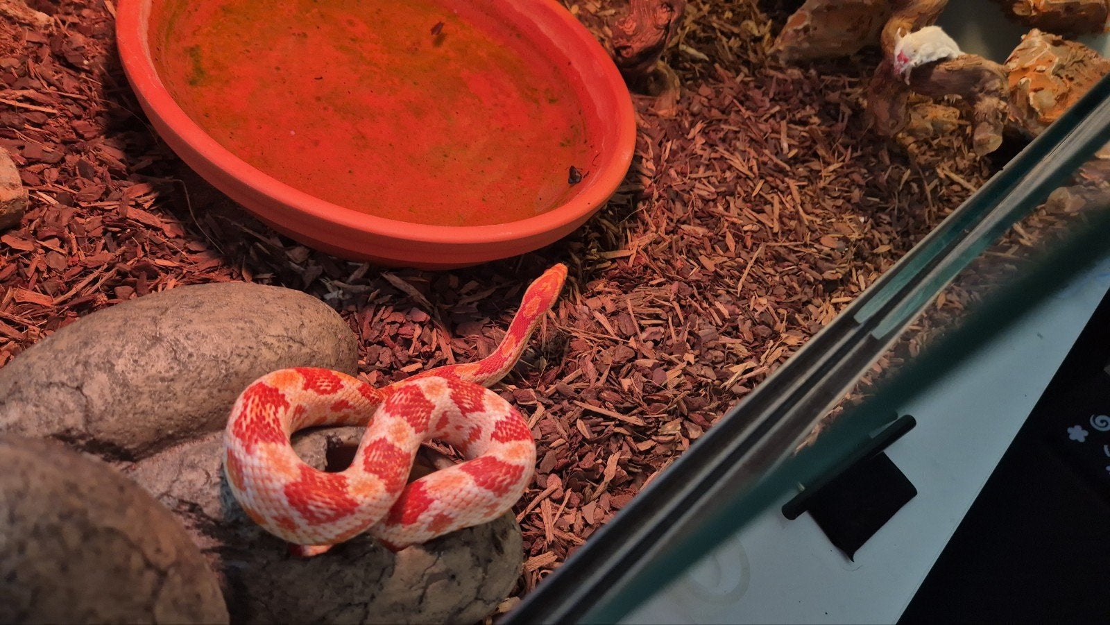 Rode rattenslang + terrarium Corn Snake photo 2