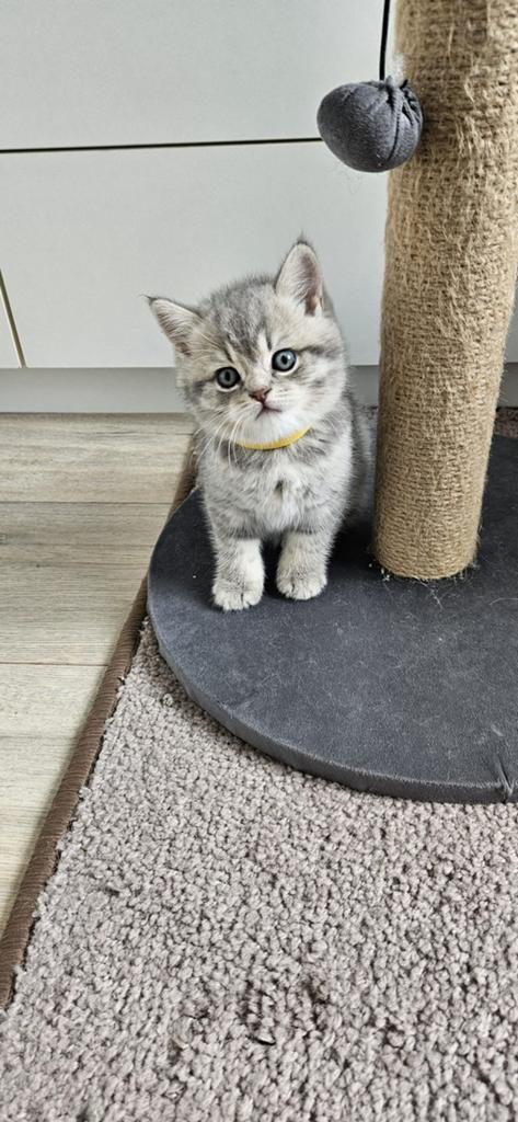 Britse korthaar kittens., Kater