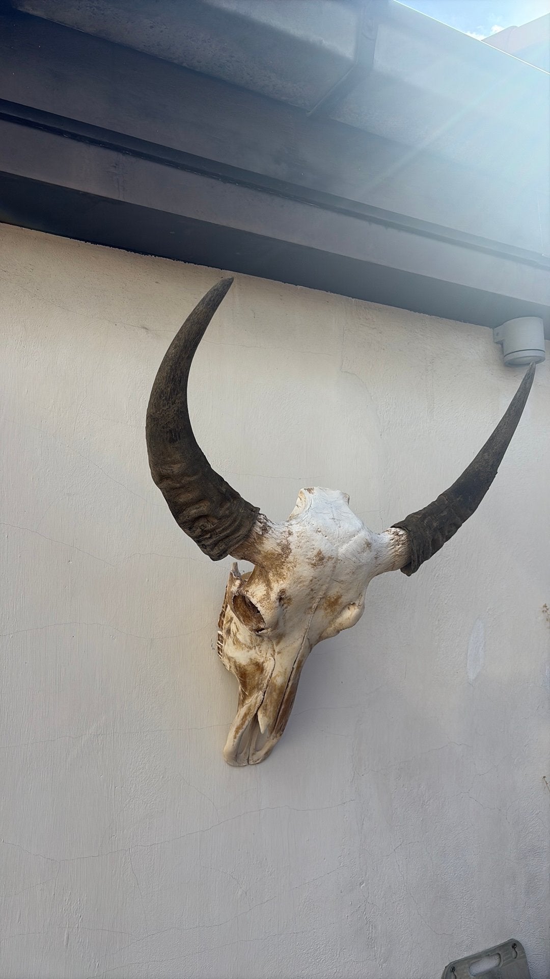te koop buffelkop met losse hoorns, Ophalen, Zo goed als nieuw, Beeldje of Figuurtje