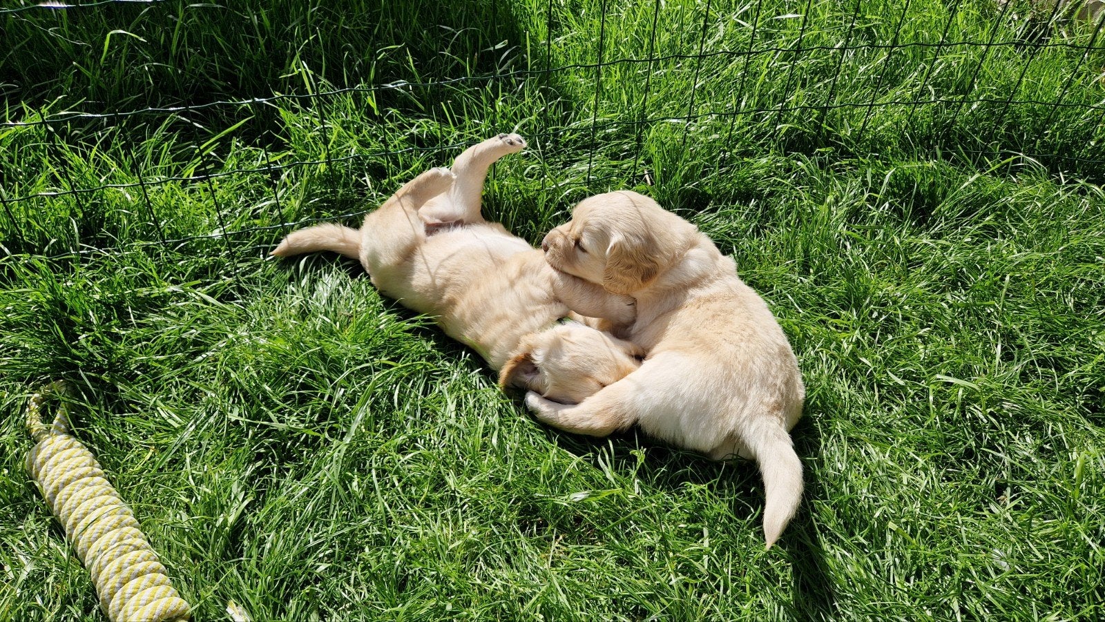 Labrador Retriever puppy's (Reutjes), Dieren en Toebehoren, Reu, 8 tot 15 weken, Labrador retriever, Parvo