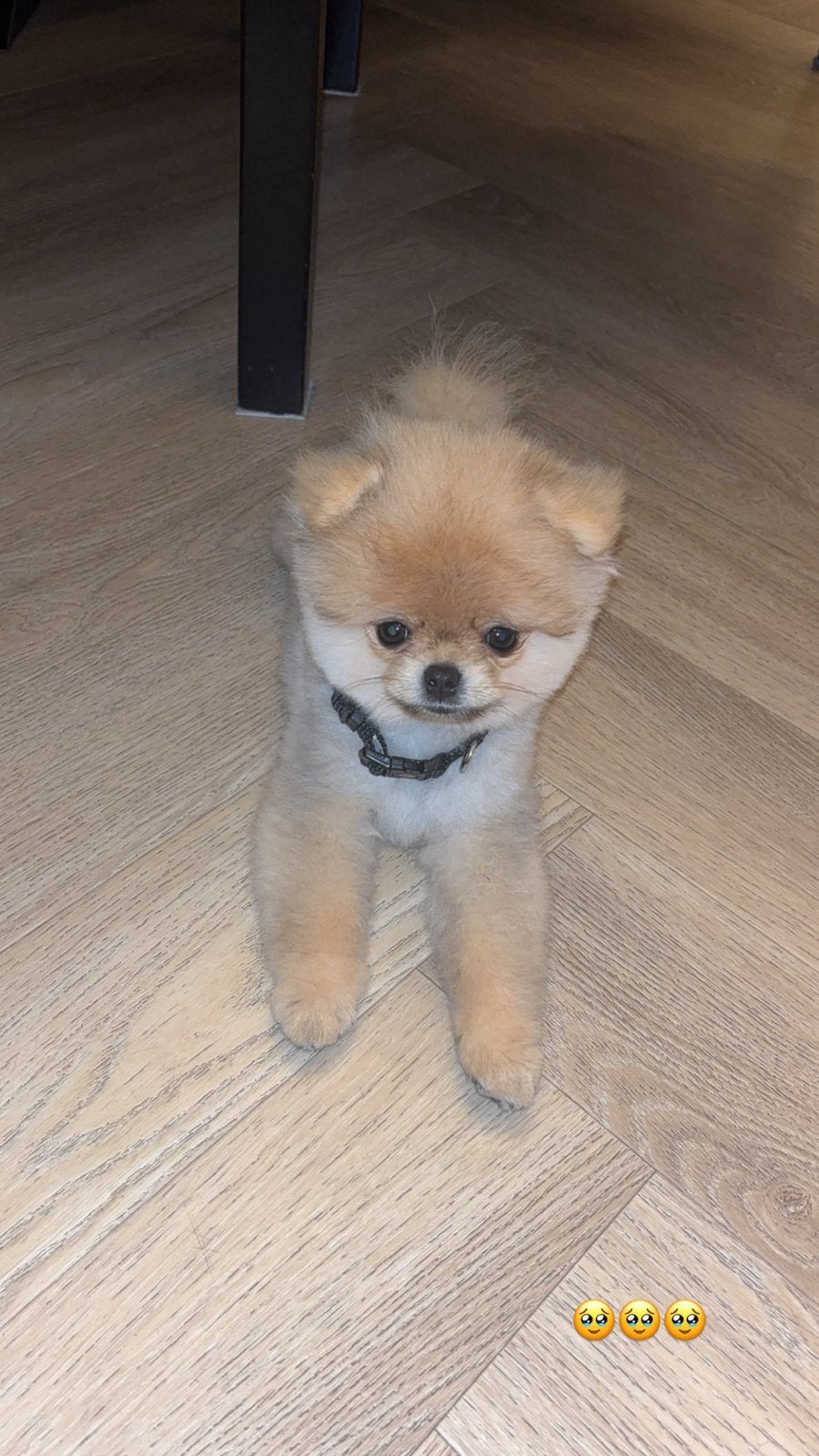(Teddy) Dekreu aangeboden - Officele bearface pomeriaan., Reu, 1 tot 2 jaar, Parvo, Eén hond