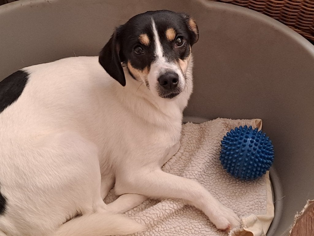 ABBY 1jr9mnd Aanhankelijk/goed met honden/niet luidruchtig, Parvo, Handelaar, 1 tot 2 jaar, Buitenland