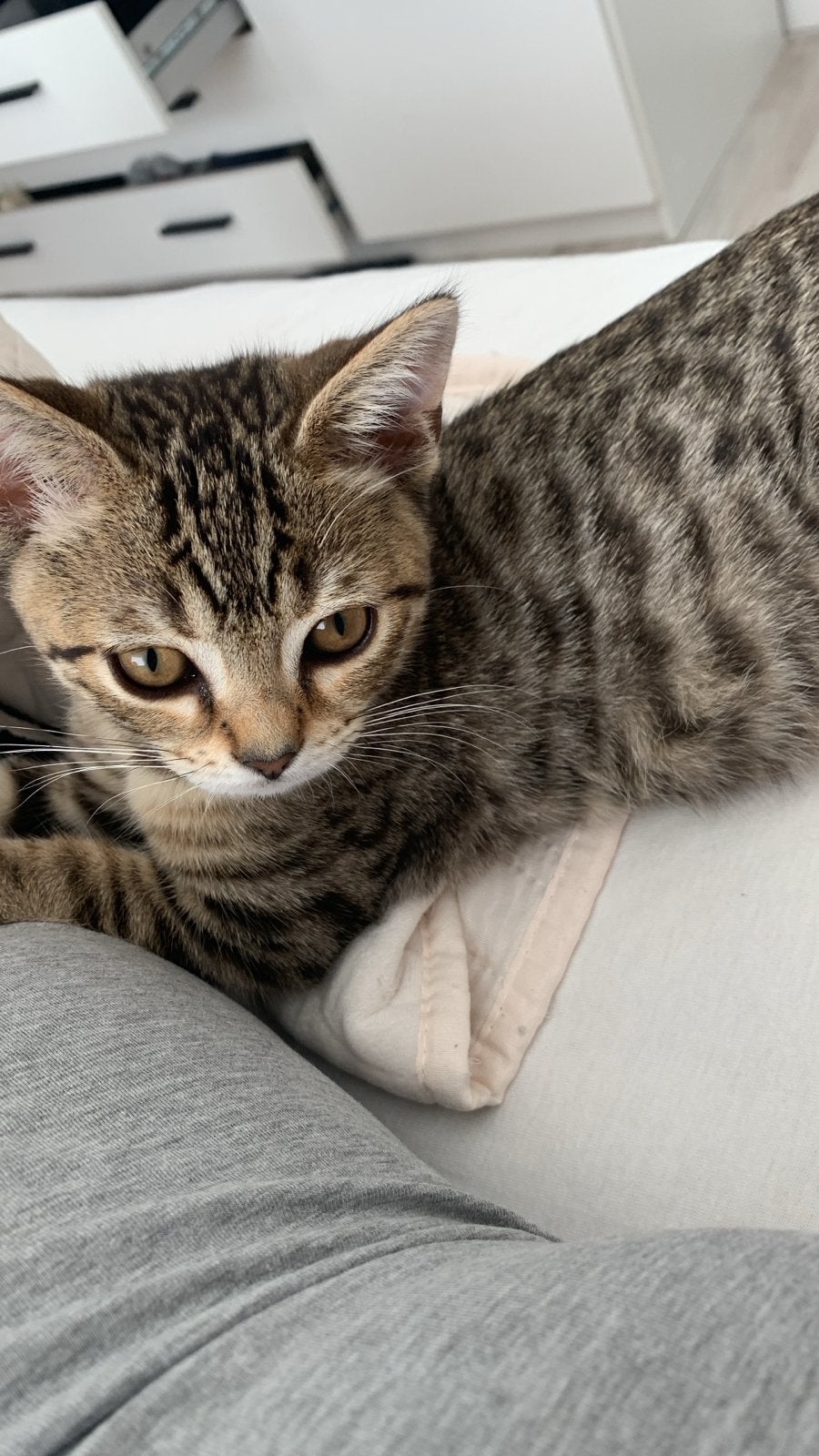 Bengaal x Britse korthaar, Dieren en Toebehoren, Kater, Gechipt, 0 tot 2 jaar