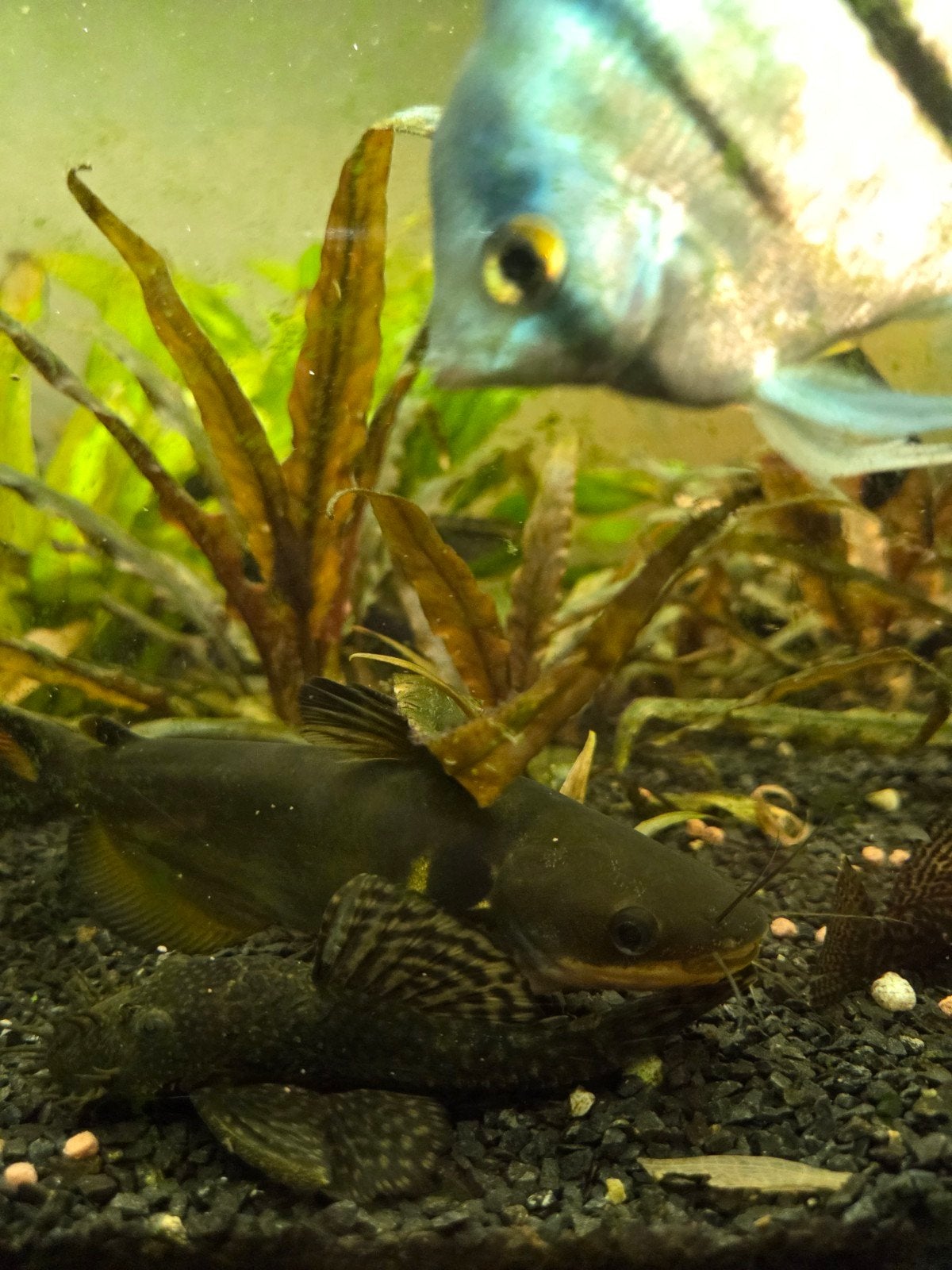 sun catfish, Vis, Zoetwatervis