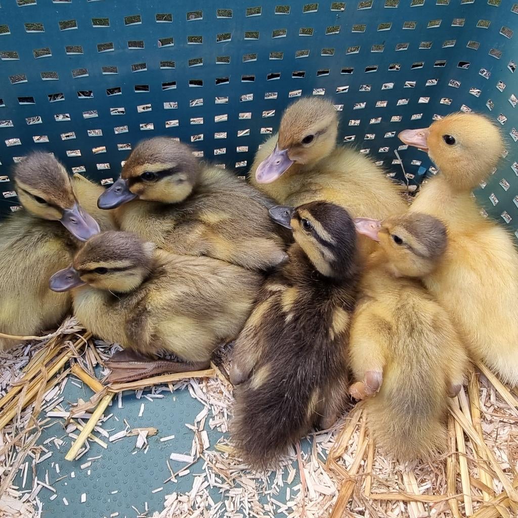 Jonge loopeendjes en een kwaker, Geslacht onbekend, Eend