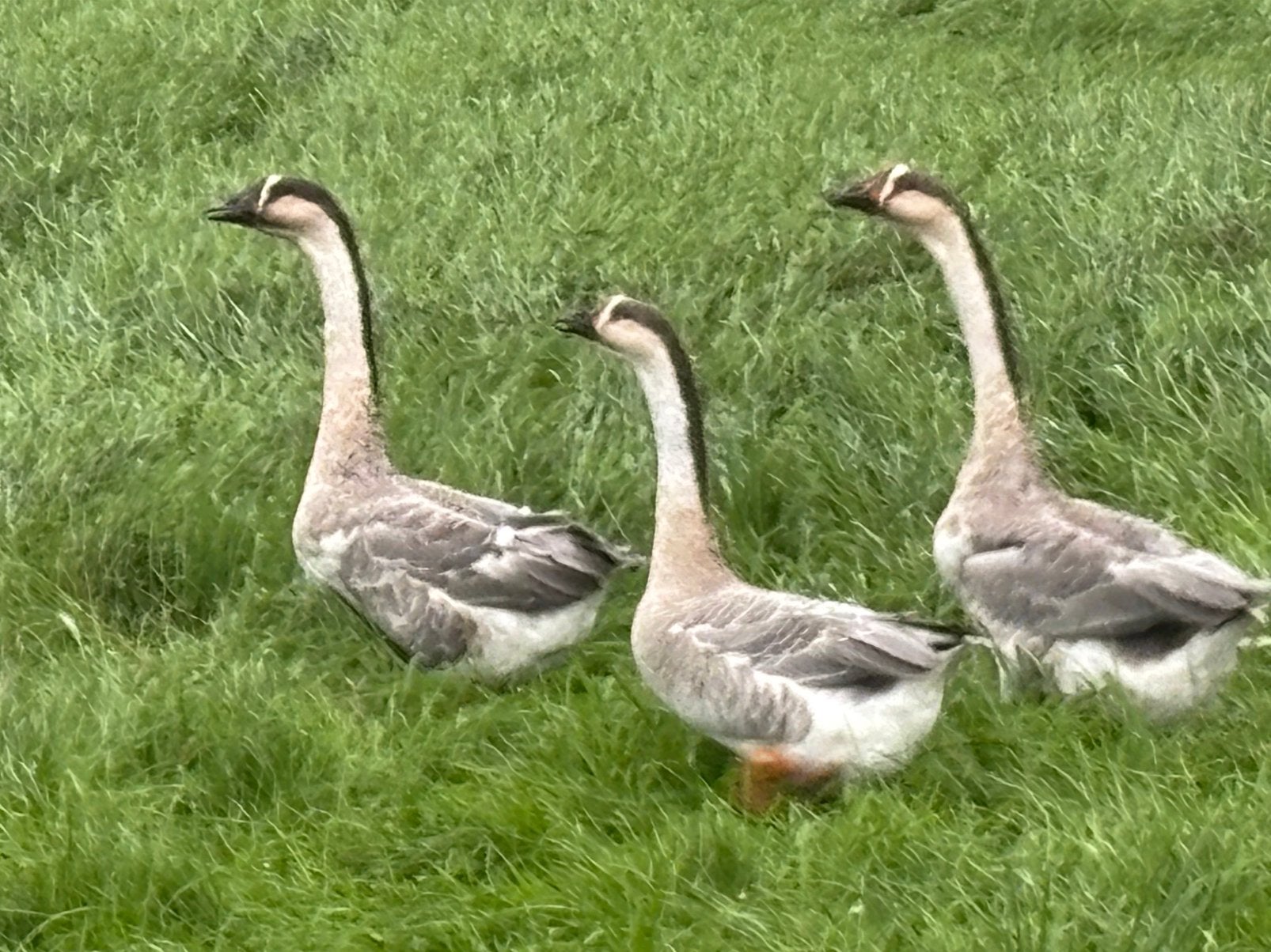 Chinese knobbelganzen in bijzondere kleuren gans ganzen, Dieren en Toebehoren, Meerdere dieren, Gans of Zwaan
