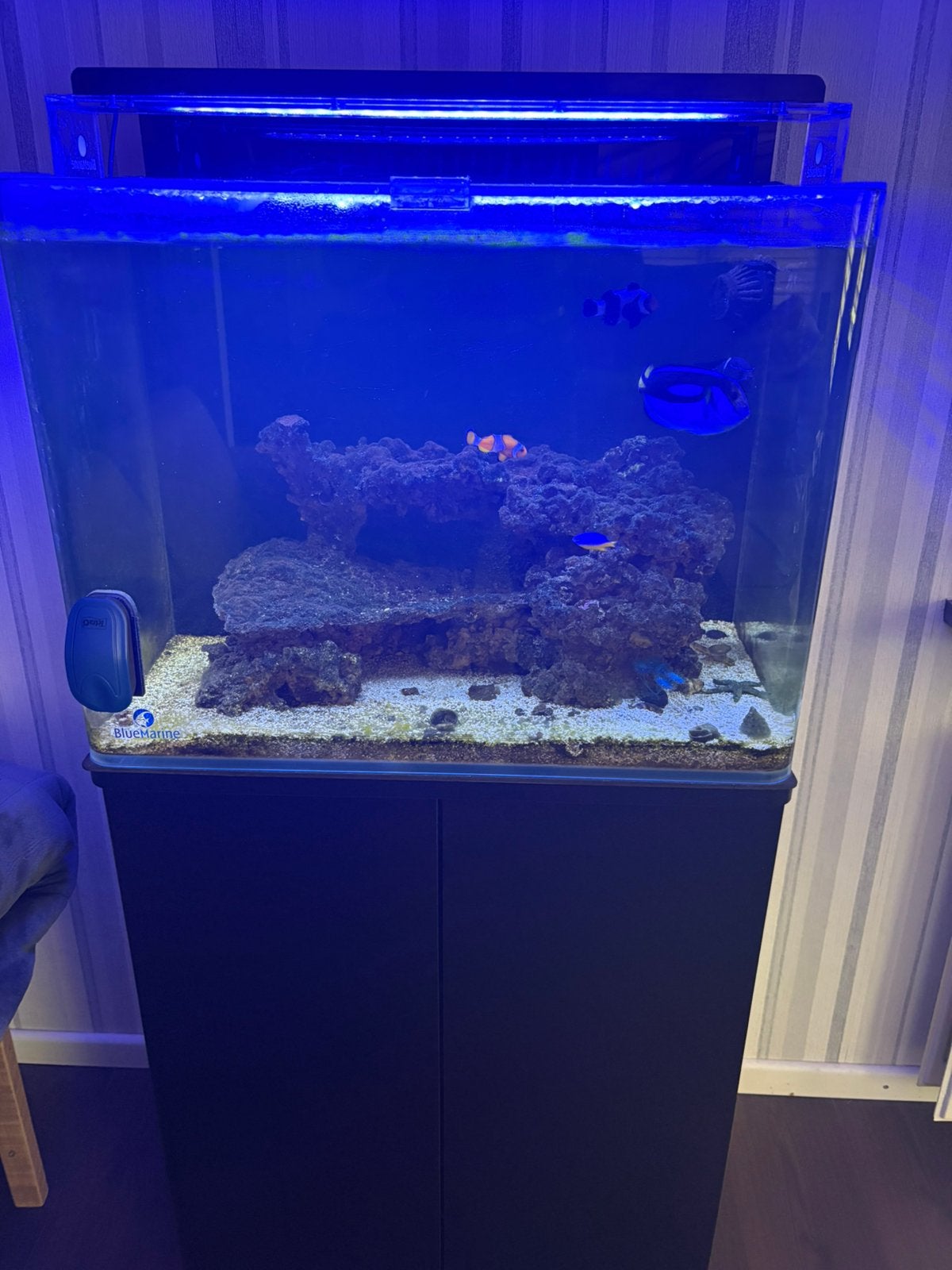 Blue marine reef 120, Ophalen, Zo goed als nieuw, Gevuld zeewateraquarium