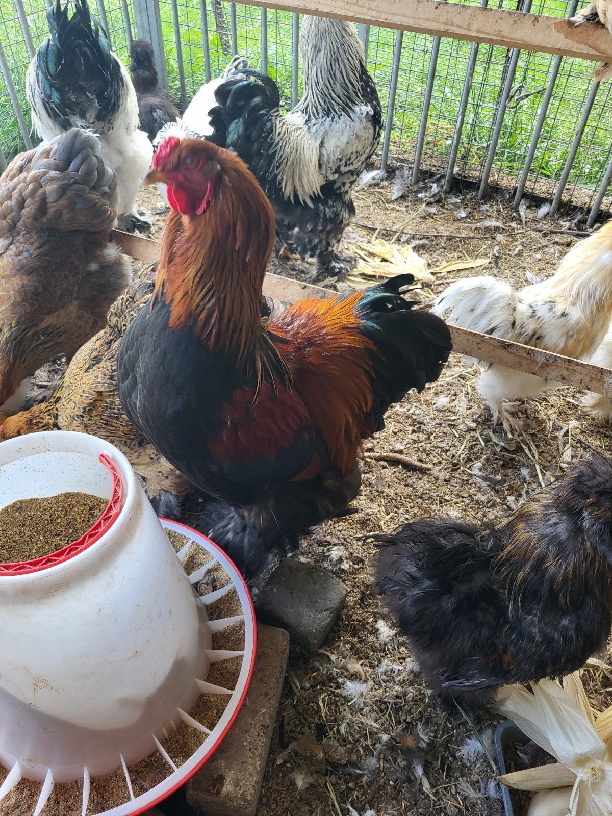 2 mooie brahma hanen, Mannelijk, Kip