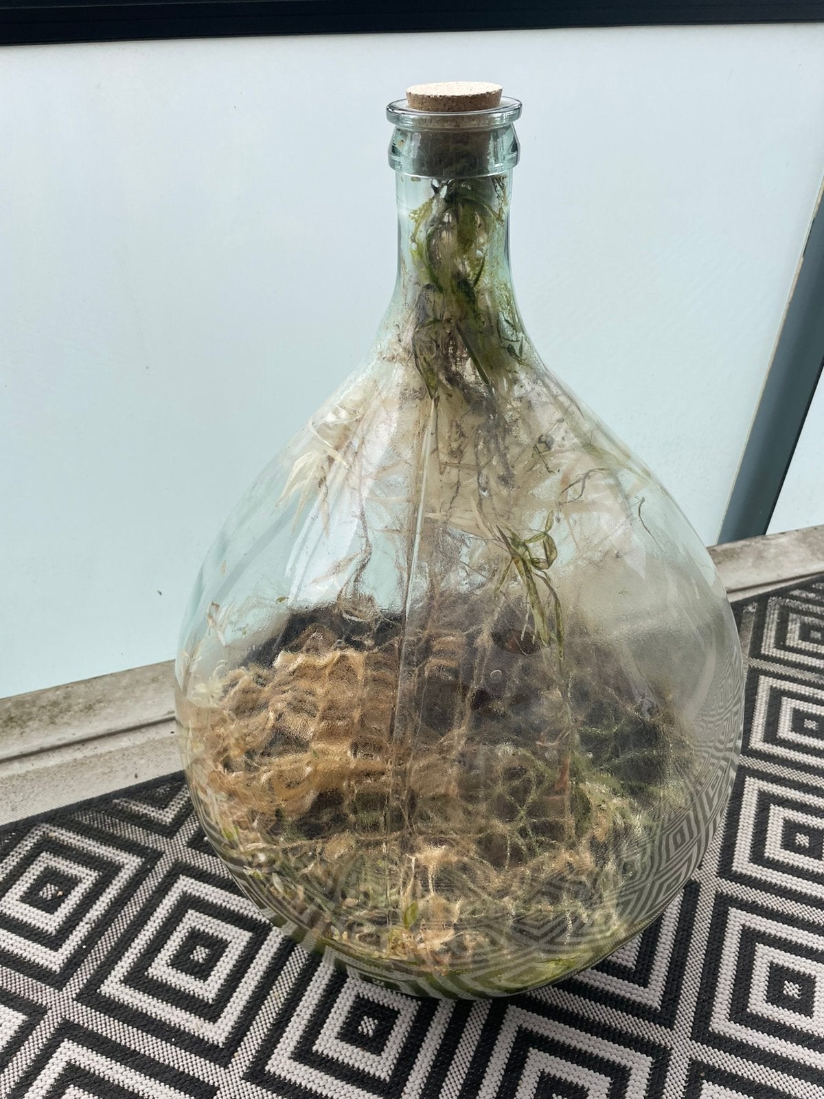Planten terrarium, Ophalen of Verzenden, Halfschaduw, Minder dan 100 cm