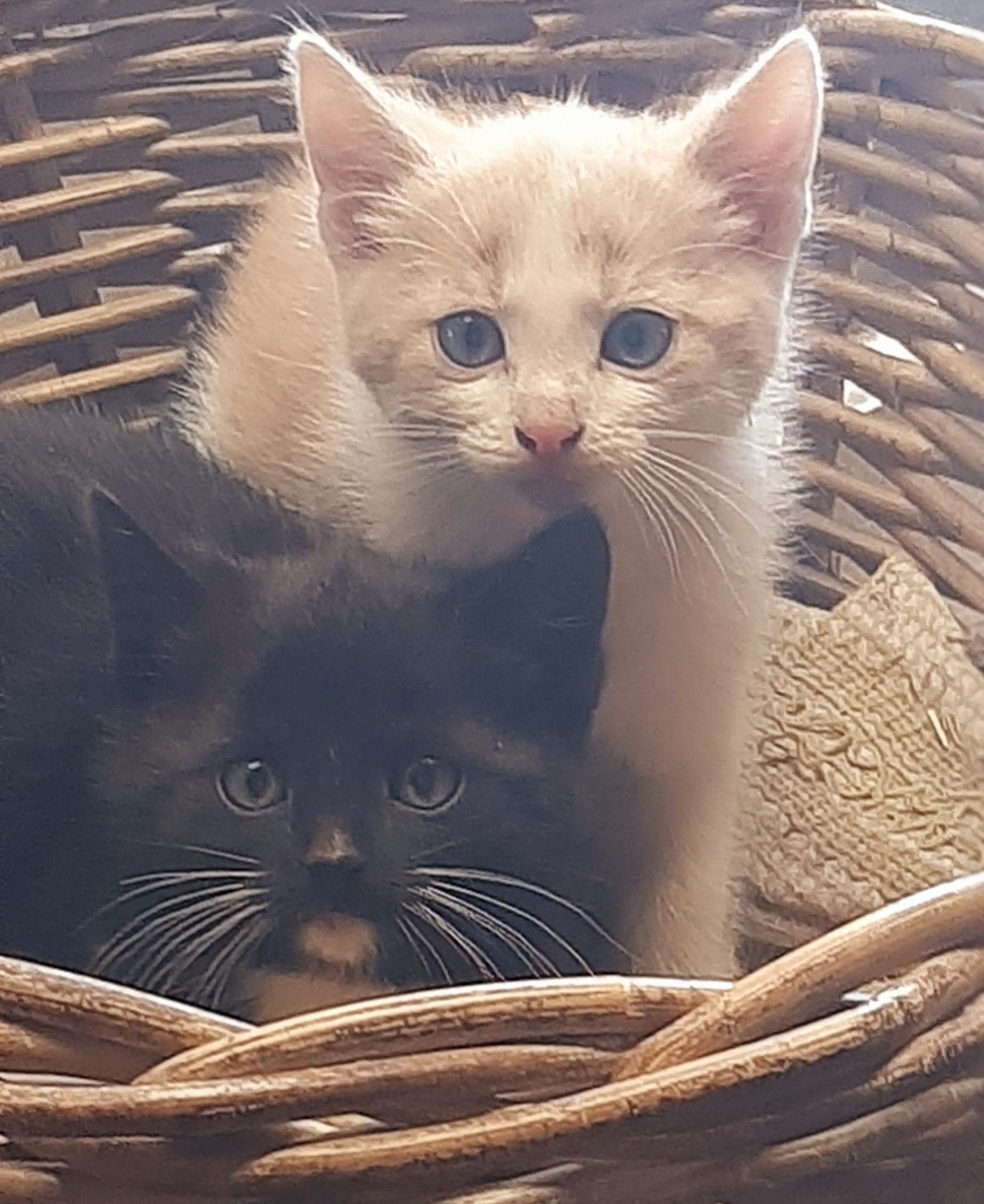 Twee lieve poesjes kittens, Dieren en Toebehoren, Katten en Kittens | Overige Katten, Meerdere dieren