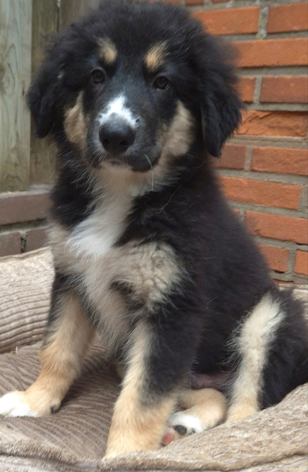 Australian shepherd kruising puppy's, mogen meteen mee., Dieren en Toebehoren, Honden | Niet-rashonden, 8 tot 15 weken, Groot