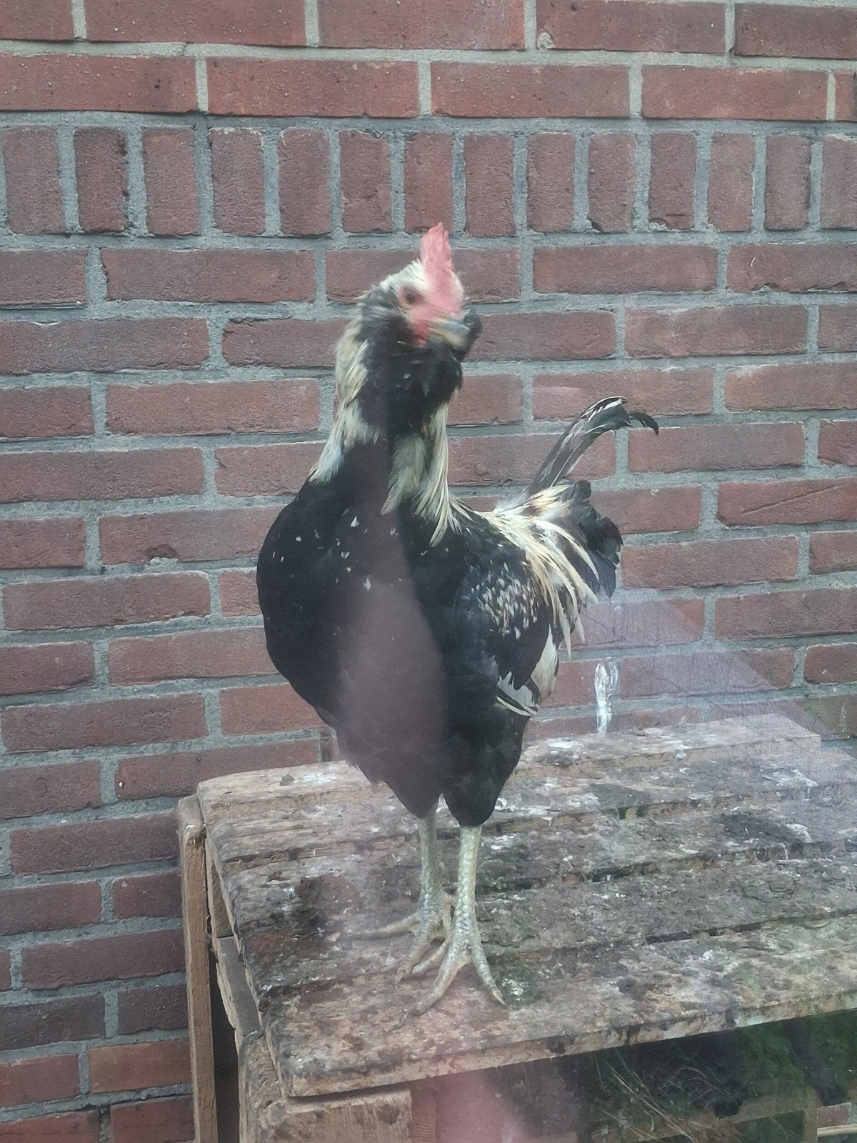 jonge (kleurlegger) araucana haan, Dieren en Toebehoren, Mannelijk, Kip