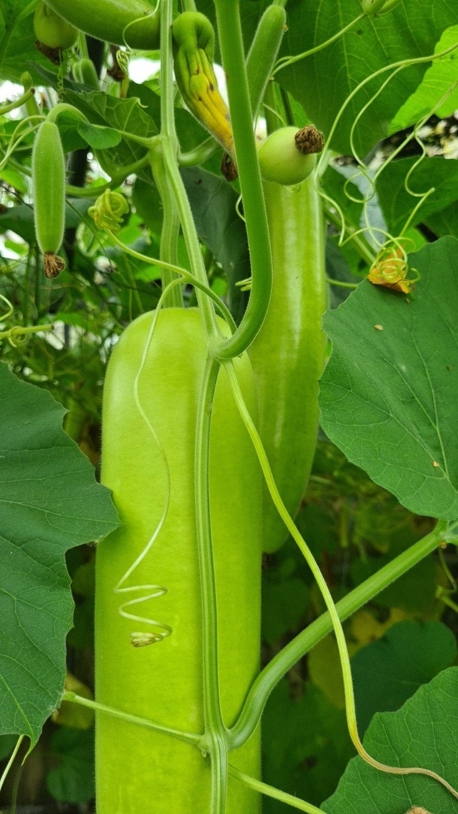 laukie bottle gourd fleskalebas, Ophalen, Volle zon