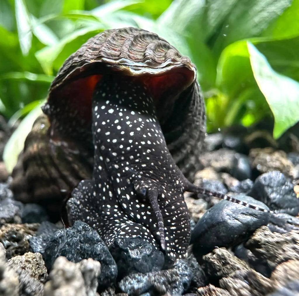 Tylomelania White rabbit Spotted snail, Slak of Weekdier, Zoetwatervis, Schoolvis