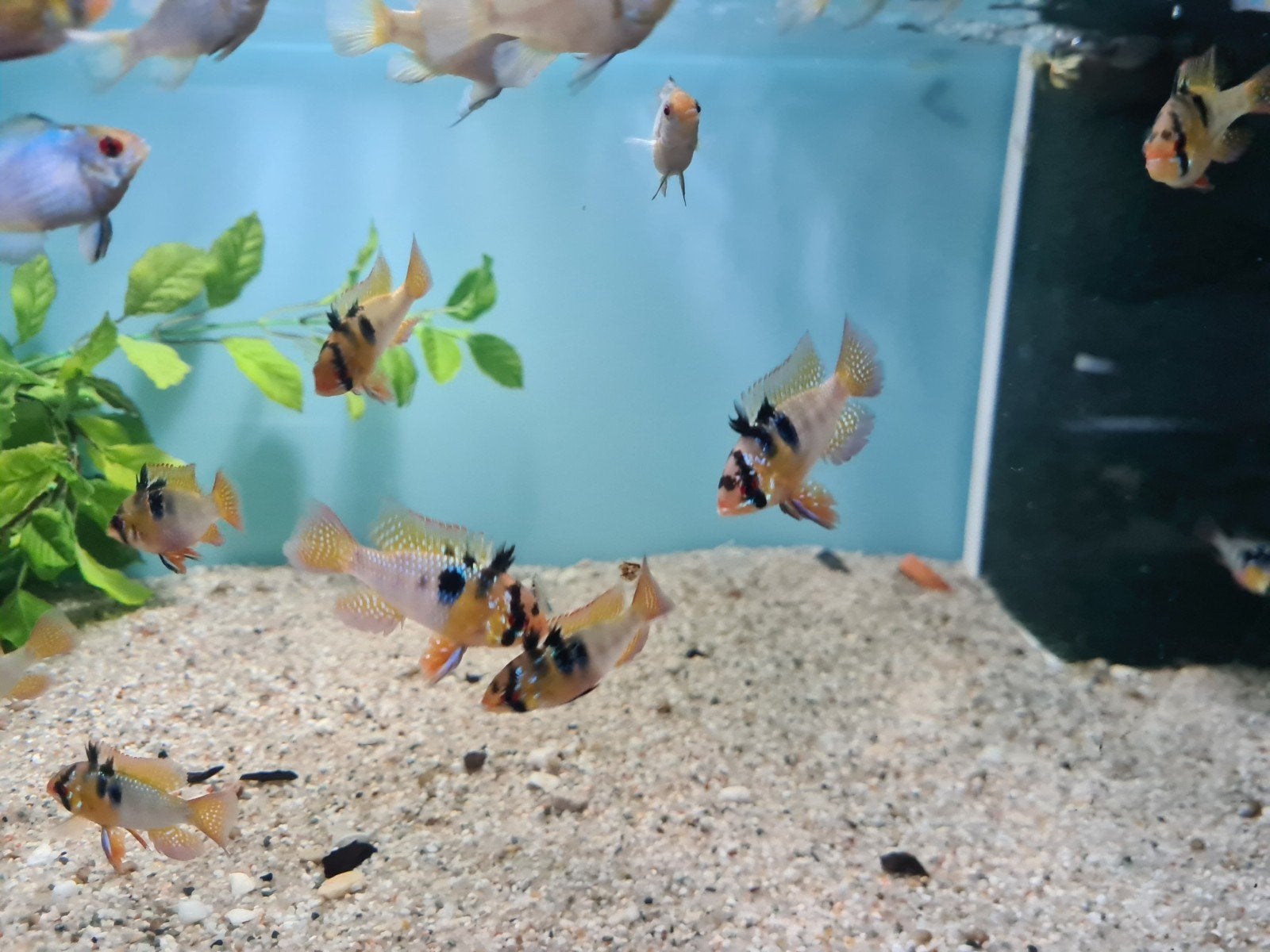 Ramirezi dwergcichliden, cichliden, Vis, Zoetwatervis