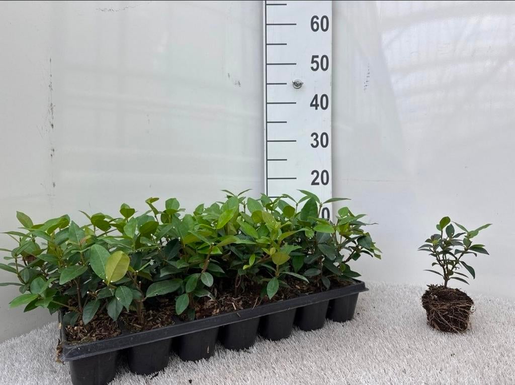Witte Toscaanse jasmijn | Trachelospermum jasminoides, Ophalen of Verzenden, Overige soorten, 100 tot 250 cm