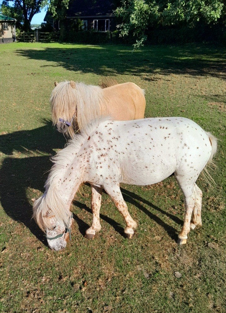 2 prachtige Palomino pony's en een mooie Appaloosa hengstje, Dieren en Toebehoren, Merrie, A pony (tot 1.17m), 0 tot 2 jaar