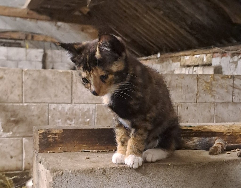 Kittens, Meerdere dieren, 0 tot 2 jaar