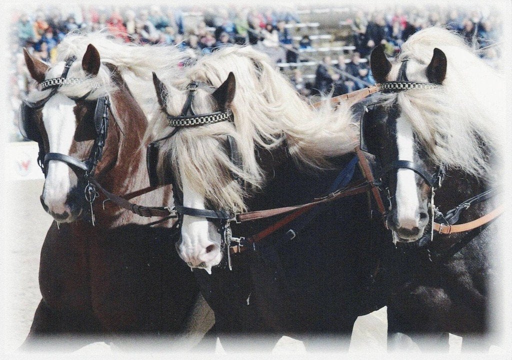 Hengstparade ungarische post mit Schwarzwalder  Kaltbut 330, Verzenden, 1980 tot heden, Ongelopen, Paard