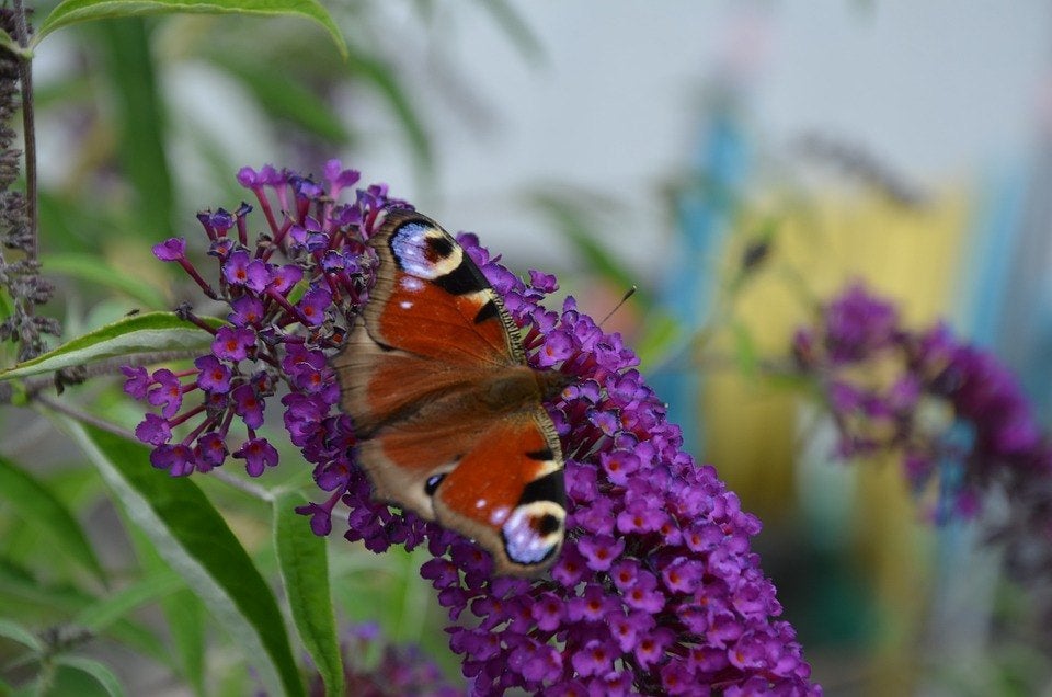 Bio zaden Vlinderstruik - Buddleja davidii, Tuin en Terras, Bloembollen en Zaden, Zaad, Voorjaar, Volle zon, Verzenden