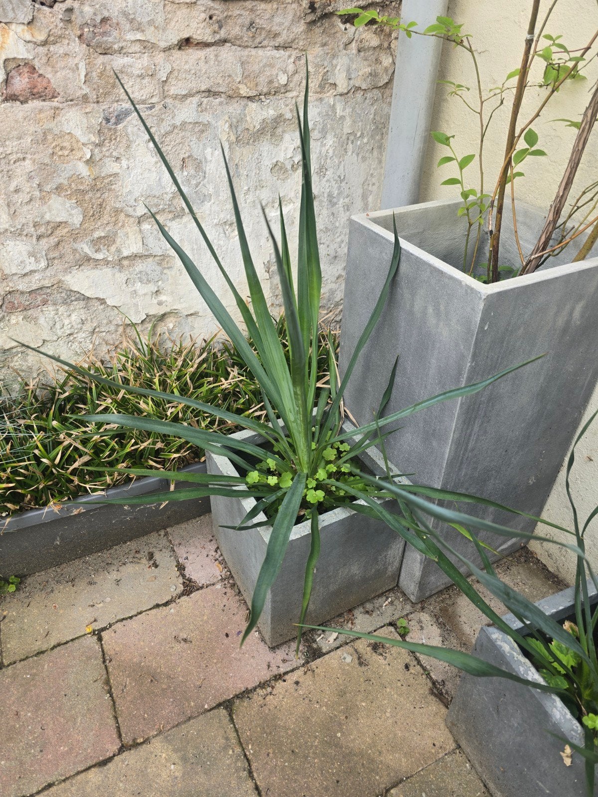 Yucca plant zonder pot, Overige soorten, Volle zon, Vaste plant, Ophalen of Verzenden