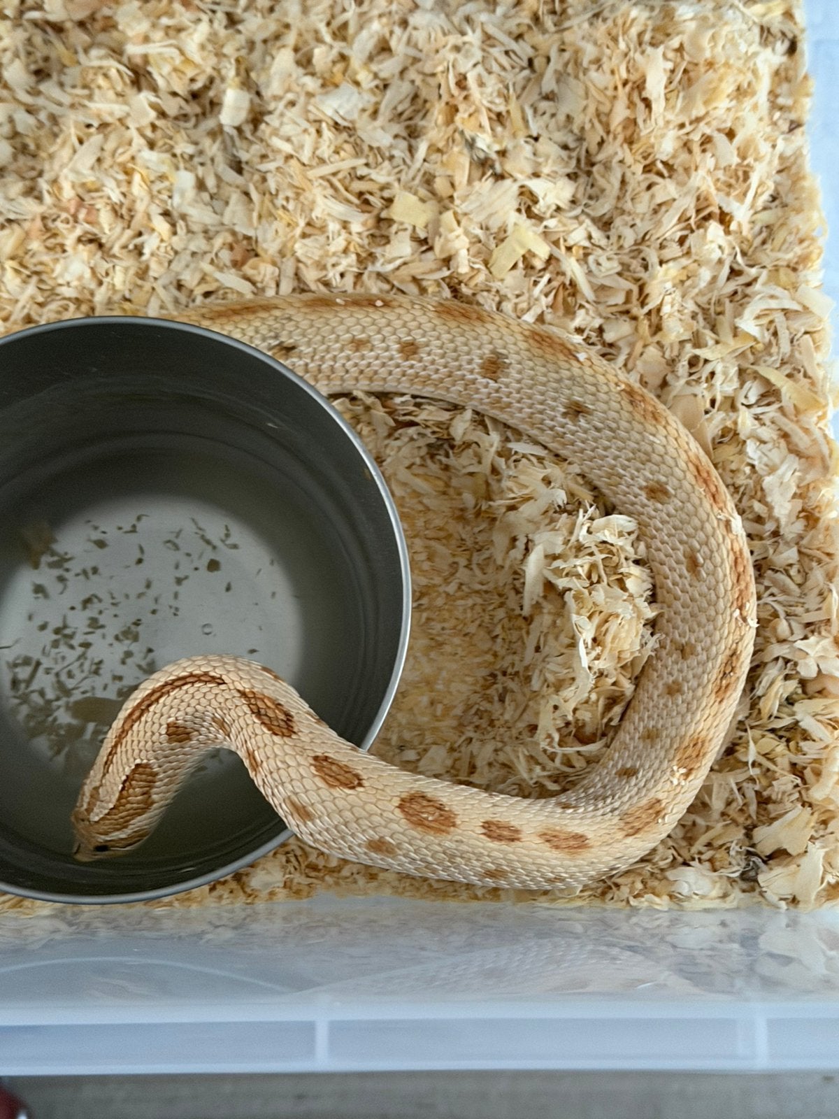Koppel Haakneusslangen ( heterodon nasicus) Hognose Snake - female for sale from J