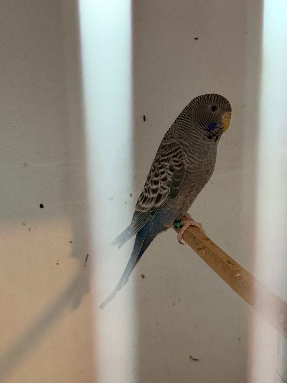 Blackface parkiet, Dieren en Toebehoren, Vogels | Parkieten en Papegaaien, Mannelijk, Parkiet, Geringd