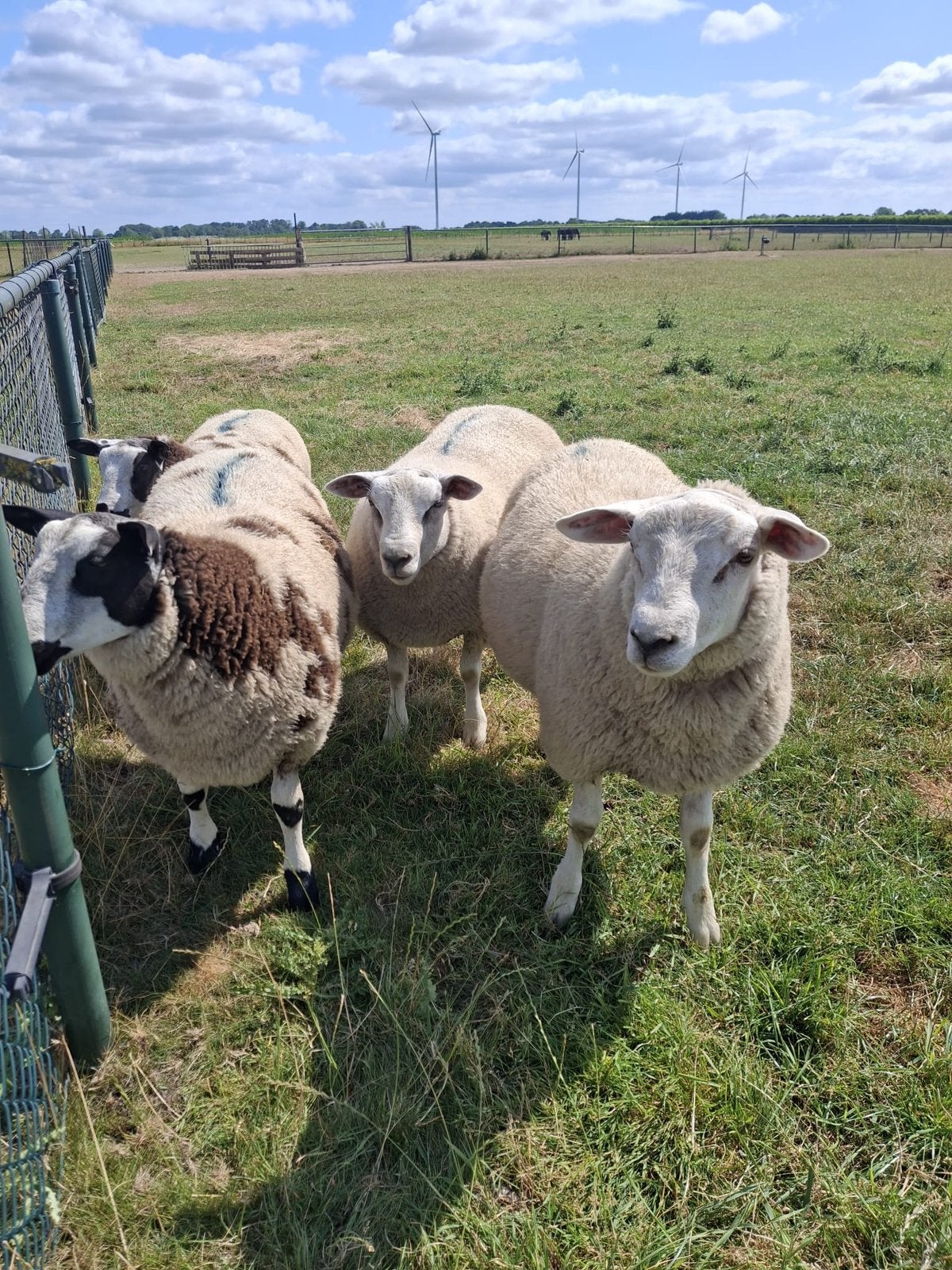 Koppel Dekrammen, Mannelijk, Schaap, 0 tot 2 jaar