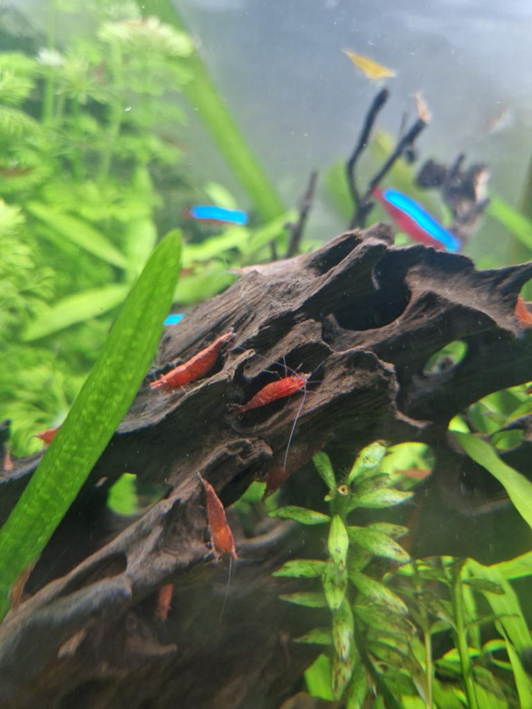 Vuurgarnalen, Dieren en Toebehoren, Kreeft, Krab of Garnaal