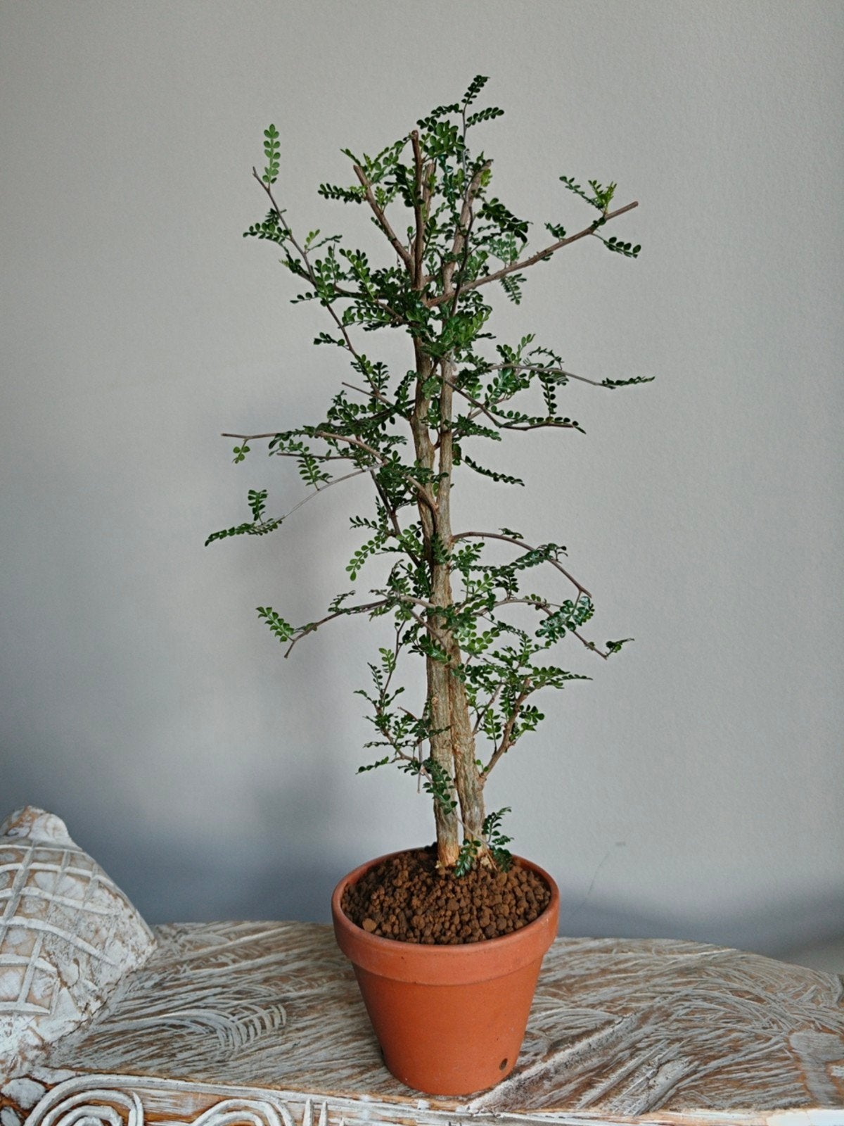 Operculicaria Decadi bonsai, Tuin en Terras, Bloeit niet, Halfschaduw, Minder dan 100 cm, Overige soorten